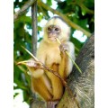 Capuchin Monkey