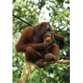 Orangutan